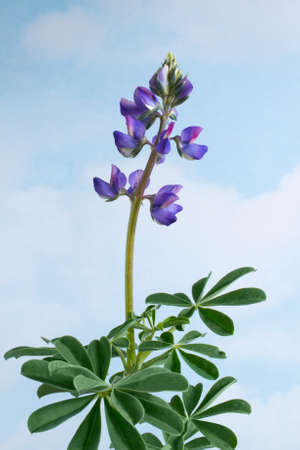 Lupinus, flower and leaves, against clouds backgroundの写真素材