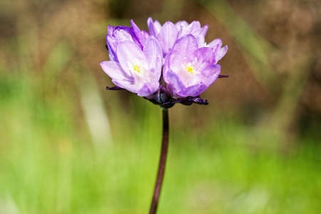 Blue Dick (Dichelostemma capitatum), in nature in California