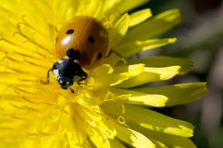 Closeup of a ladybug on a dandelionの写真素材