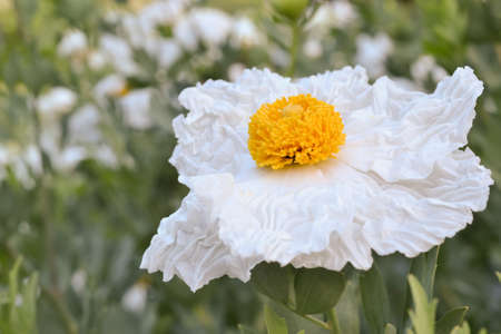 Matilija poppy, Romneya, flower, in nature in Californiaの写真素材