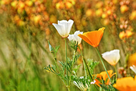 California poppy, Eschscholzia californica , white and orange flowers in nature in California