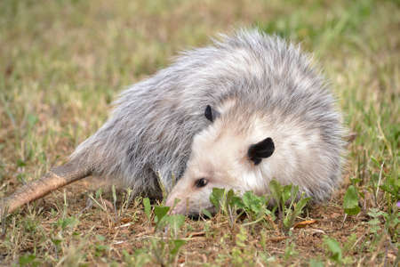 Virginia Opossum resting on grass in Fairfield, California, USA
