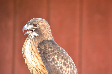 Upper body of a Red-tailed Hawk, Buteo jamaicensis, in front of a barnの写真素材