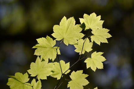 Sun light shinning through yellow sycamore leaves on dark backgroundの写真素材