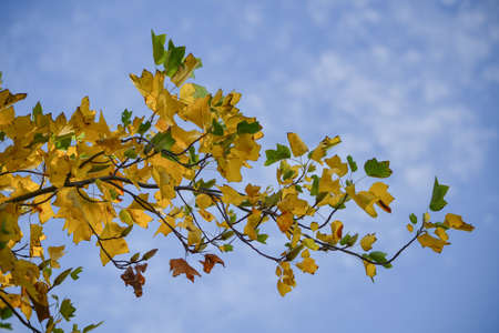 A branch of poplar, Populus sp, in nature in California, displaying a mix of golden yellow, brown...