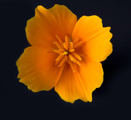 Closeup on California poppy on isolated on black background viewed from aboveの写真素材