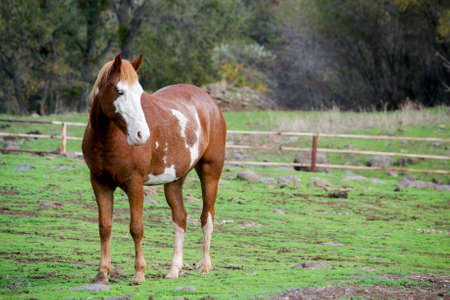 Frontal lateral view of pinto American Saddle horsei in the field looking to the side, alert, ears pointed forwardの写真素材