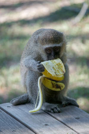 Front view of the whole body of a Vervet Monkey, Chlorocebus pygerythrus, eating a banana and...