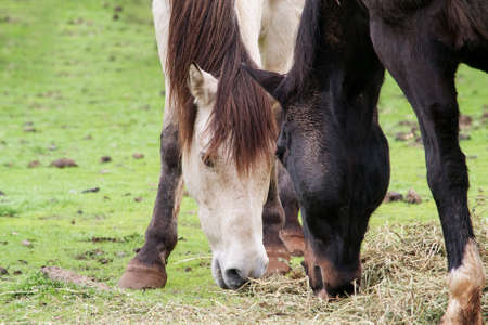 Closeup on the heads of two horses, a buckskin and a black saddle horse, sharing a meal of grassの写真素材