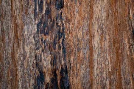 The bark of a coastal redwood, Sequoia sempervirens, showing signs of past fire- texture or backgroundの写真素材
