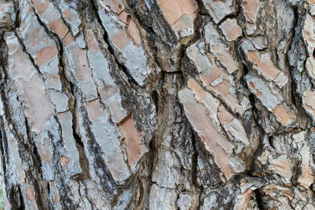 The bark of the Italian Stone Pine, Pinus pinea - texture or background