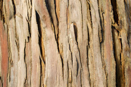 The bark of a Santa Cruz Island Ironwood, Lyonothamnus floribundus ssp. aspleniifolius- texture or backgroundの写真素材
