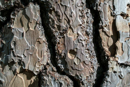 Closeup on the bark of the Ponderosa Pine- Pinus ponderosa - texture or background