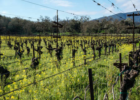 Barren grape vines in a field of mustards in Napa valley, California, USA