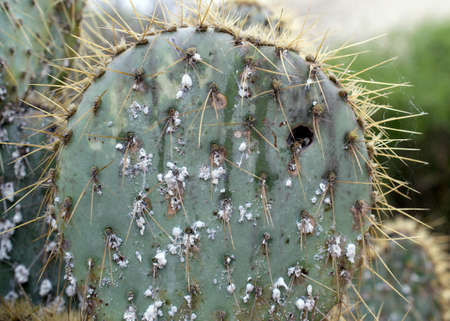 Closeup on dying Prickly cactus (Opuntia phaeacantha) infested with cochineal scale insectsの写真素材