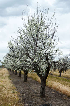 View of one row of white Prunus trees blossoming in orchard, photographed from the highway in the...