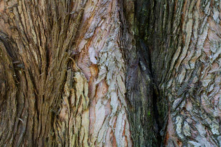 The bark of a coastal redwood, Sequoia sempervirens, in three colors, partly covered with moss-...