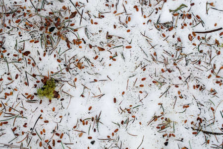 A background and copyspace of snow, small pine cones, pine needles, and lichenの写真素材
