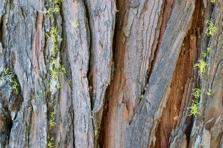 The bark of a conifer decorated with green lichensの写真素材