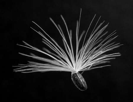 Pappus seed of the purple star thistle, Centaurea calcitrapa, against black background