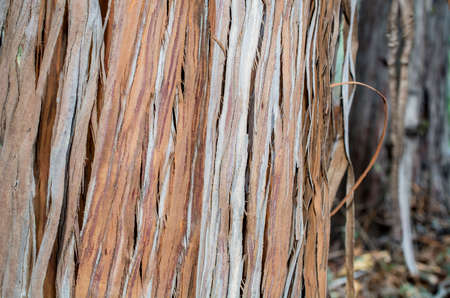 The bark of a Santa Cruz Island Ironwood, Lyonothamnus floribundus ssp. aspleniifolius- texture or backgroundの写真素材