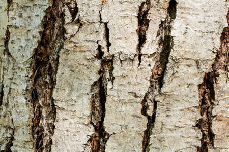 Closeup on the bark of a Chinese mahogany - Toona sinensis- texture or background