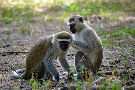 A couple of Vervet Monkeys, Chlorocebus pygerythrus, grooming in nature in Africaの写真素材