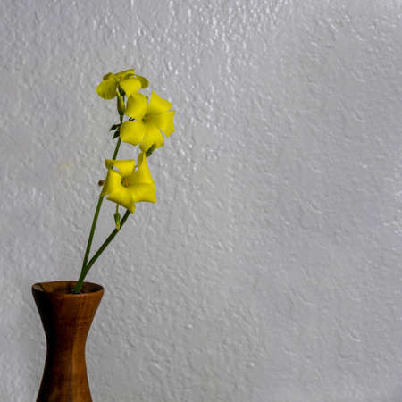 Selective focus on yellow Oxalis flowers in wooden flower pot isolated in white background, with...