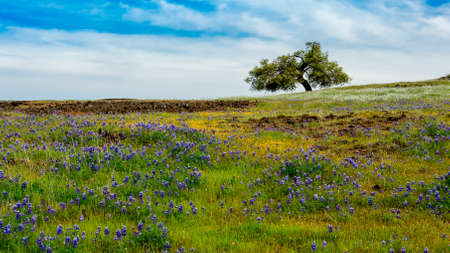 North Table mountain Ecological Preserve in the springの写真素材