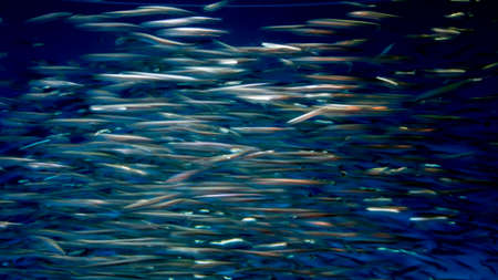 Anchovies fast swimming in aquarium- backgroundの写真素材
