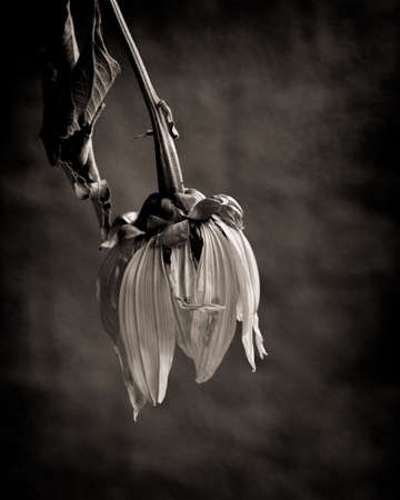Sad, dead flower in black and whiteの写真素材
