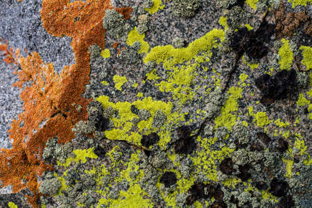 Rock covered with moss and lichen pattern in the colors orange, green, black and brown- texture or backgroundの写真素材