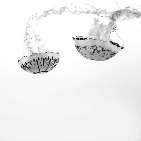 Upside-down jelly fish in aquarium in black and whiteの写真素材