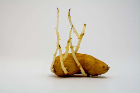An old potato starting to germinate isolated on white backgroundの写真素材