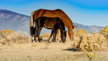 A brown wild mustang mare and its black colt a desert in Nevada, USA, grazing, side viewの写真素材