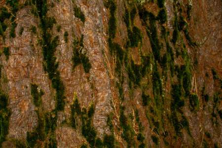 The bark of a giant sequoia, Sequoia sempervirens, with some green moss on it- texture or backgroundの写真素材