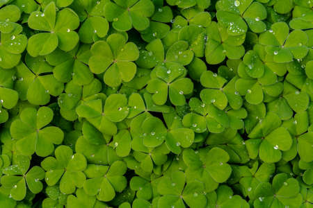 Closeup on Oxalis plant in the garden on springtime, with some water drops - texture or background