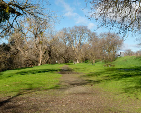The UC Davis Putah Creek Riparian Reserve in the winter, displaying leafless oak trees and green...