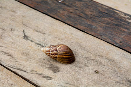 The shell of Achatina fulica, the African Giant Snail, on a green leaf, on a wooden floor, top view,...