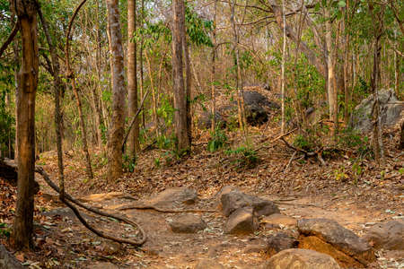 Very dry Forest near Chayaphum, Thailand, in March, drought in dry dipterocarp forest and mixed...