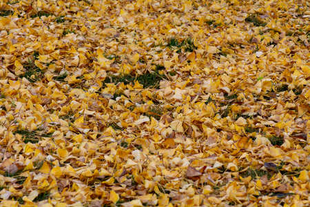 Abstract composition large copy space and background composed of gingko leaves on the ground in the...