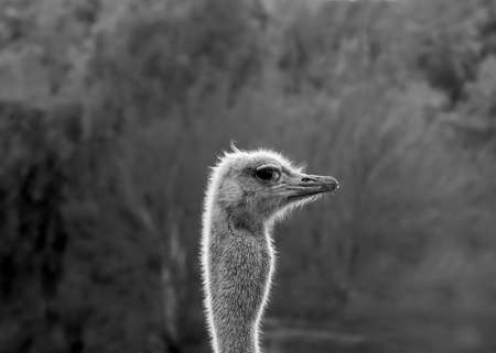 Ostrich head giving the photographer an evil eye in black and white, centered, with lots of copy...