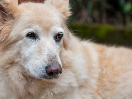 Close-up on the eye of a white German Shephard showing Third Eyelid Neoplasma, front view