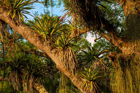 Bromeliads up on a tree in the Atlantic Forest of Itaipava, Petropolis, Brazil, featuring also other epyphite plantsの写真素材