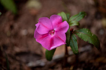 A pink flower of Tibouchina mutabilis (ManacÃ¡-da-serra), in nature. This flower blooms white and...