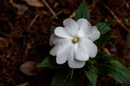 A white flower of Tibouchina mutabilis (ManacÃ¡-da-serra), in nature. This flower blooms white and...