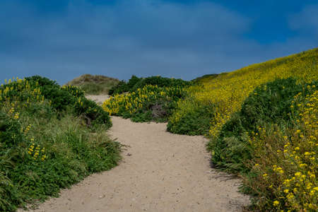 Kehoe Beach trail to the ocean  in the spring at Point Reyes National Seashore, Marin County, USA, ...