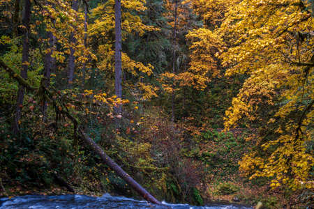 Fall foliage at Silver Falls State Park, Silverton, Oregon, USA, in the Autumn, featuring yellow...