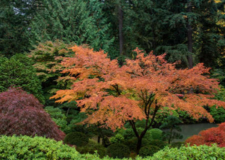 Vibrant red and orange  japanese maple tree leaves in Fall glory in a garden iagainst diverse shades of green foliage and a lakeの写真素材