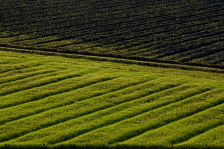 Planted, green, versus prepared, brown, agricultural field with parallel lines, diagonal  pattern in agricultural field, background or backdrop, copy-space, viewed from an angleの写真素材